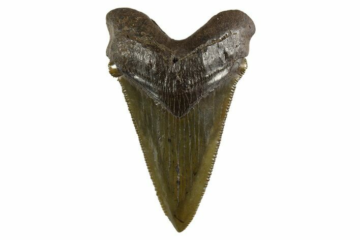 Serrated Angustidens Tooth - Megalodon Ancestor #321686